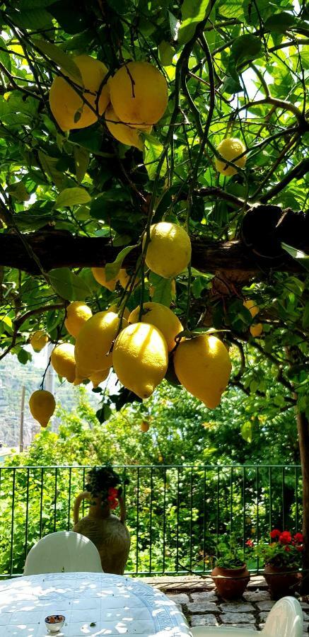 Il Limoneto Degli Angeli Βίλα Minori Εξωτερικό φωτογραφία
