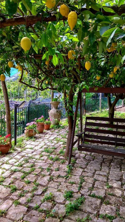 Il Limoneto Degli Angeli Βίλα Minori Εξωτερικό φωτογραφία